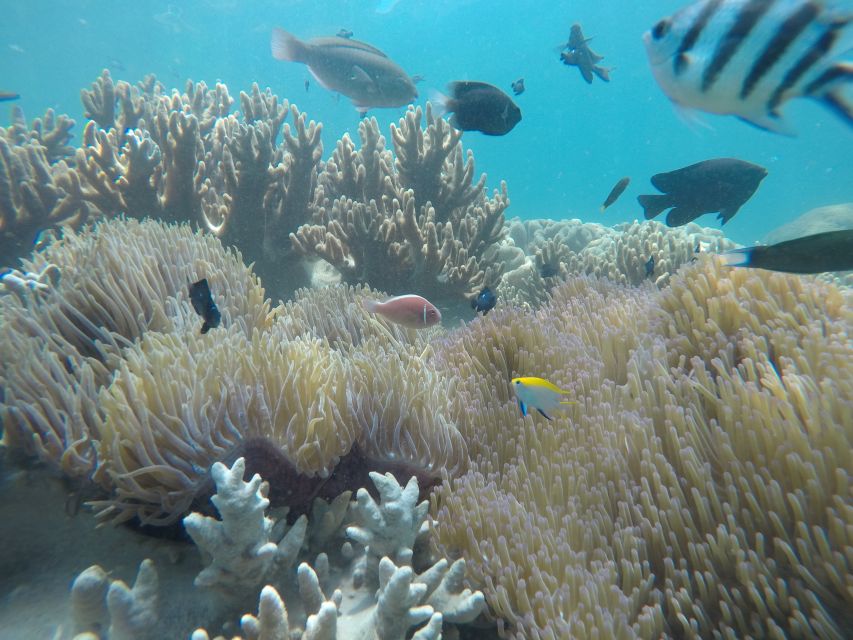 Snorkeling Cham Island: Snorkeling Tour by Speed Boat - Getting from Da Nang or Hoi An to Cua Dai Wharf (fast, simple)