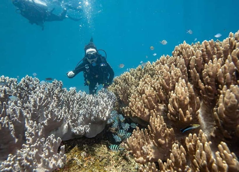 Visit Cham Islands & Snorkelling & Scuba Diving - Price and What You’re Really Paying For (Yes, It’s Good Value)