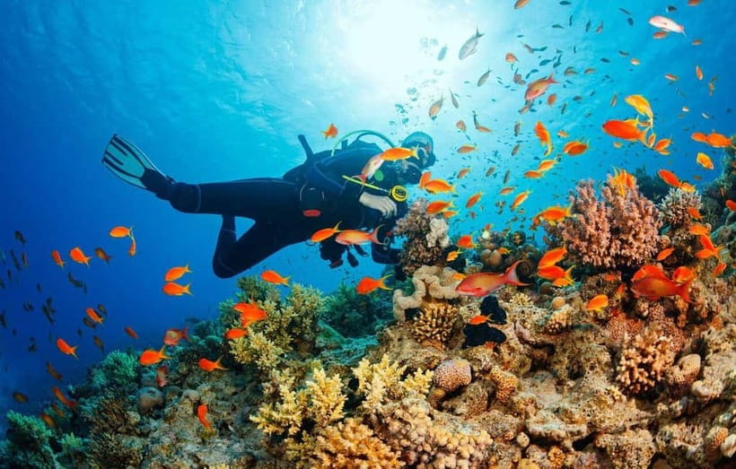 Visit Cham Islands & Snorkelling & Scuba Diving - Who This Trip Suits Best