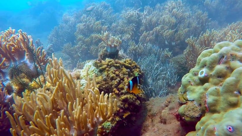Visit Cham Islands & Snorkelling & Scuba Diving - Lang Island and the Marine Sanctuary: More Than a Quick Stop